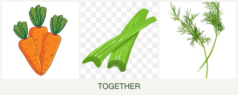 Can you plant carrots, celery and dill together?