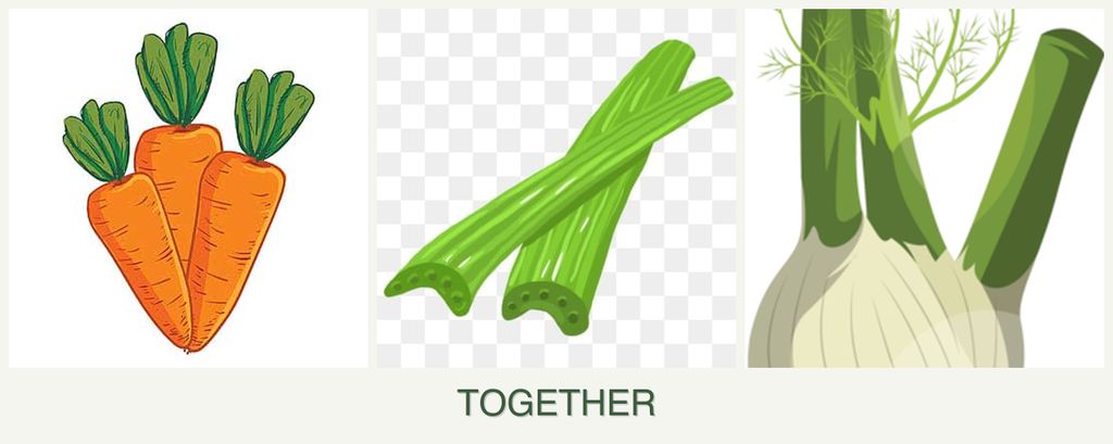 Can you plant carrots, celery and fennel together?