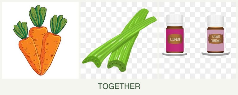 Can you plant carrots, celery and geraniums together?