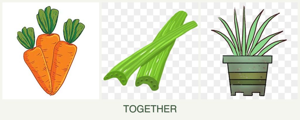 Can you plant carrots, celery and lemongrass together?