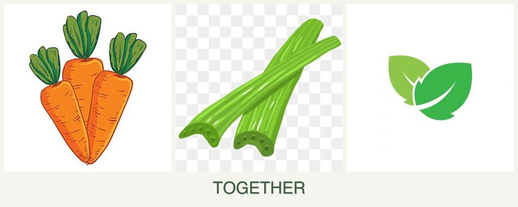 Can you plant carrots, celery and mint together?