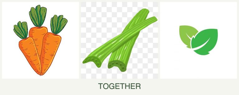 Can you plant carrots, celery and mint together?