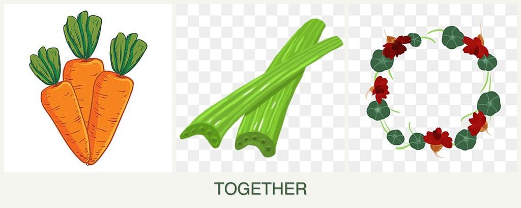 Can you plant carrots, celery and nasturtiums together?