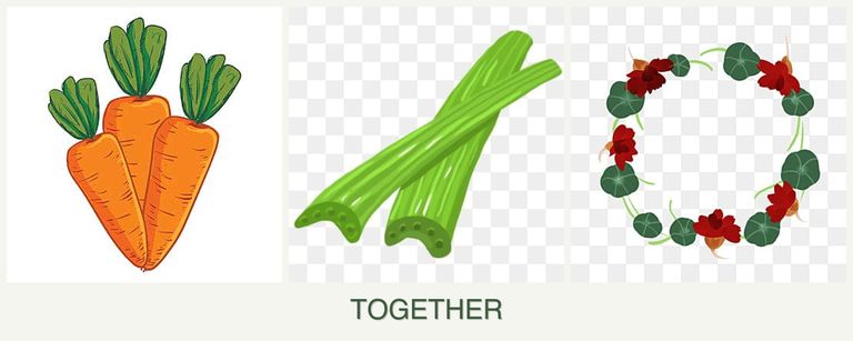 Can you plant carrots, celery and nasturtiums together?