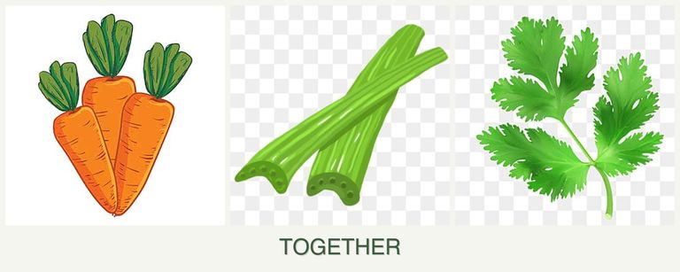 Can you plant carrots, celery and parsley together?