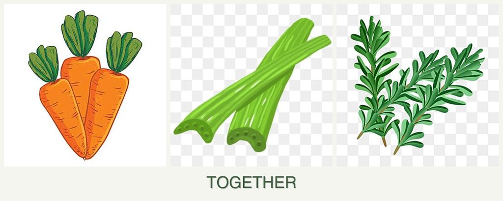 Can you plant carrots, celery and rosemary together?