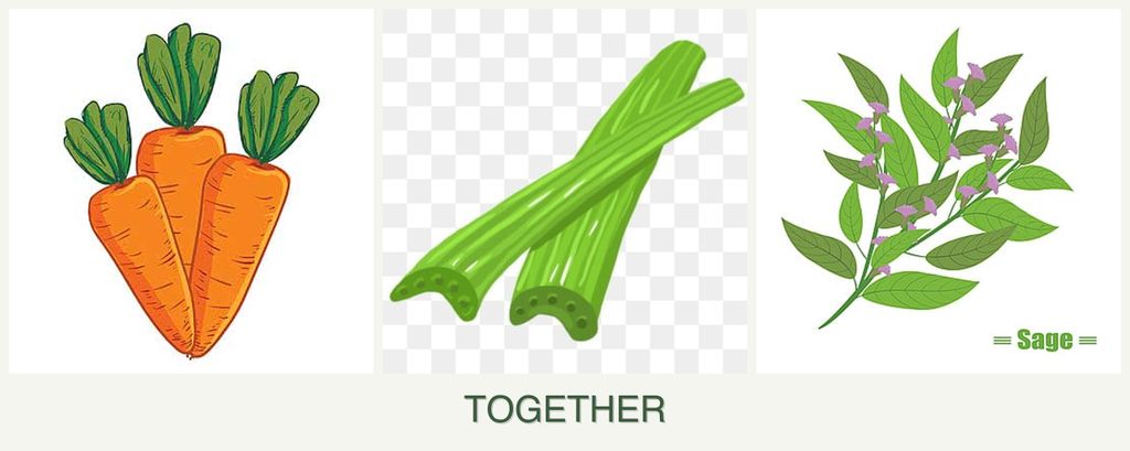 Can you plant carrots, celery and sage together?