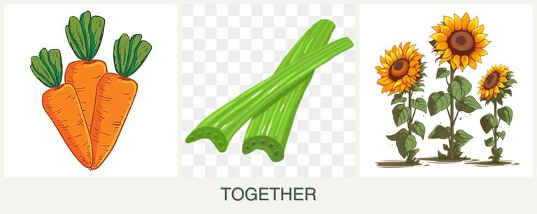 Can you plant carrots, celery and sunflowers together?
