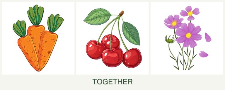 Can you plant carrots, cherries and cosmos together?