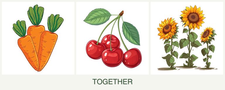Can you plant carrots, cherries and sunflowers together?