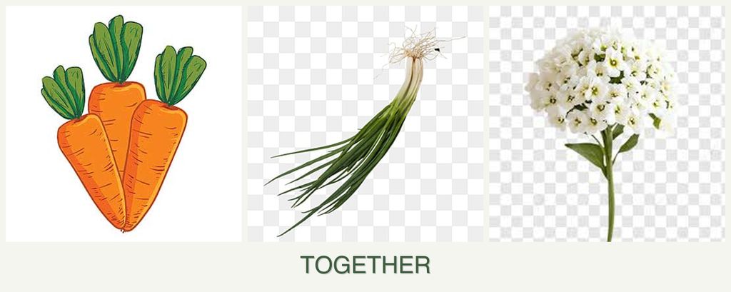 Can you plant carrots, chives and alyssum together?