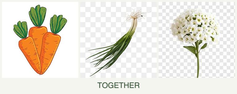 Can you plant carrots, chives and alyssum together?