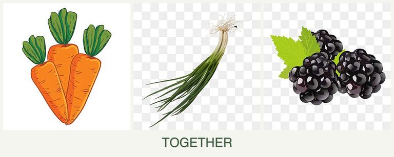 Can you plant carrots, chives and blackberries together?