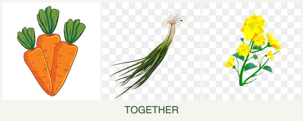 Can you plant carrots, chives and calendula together?