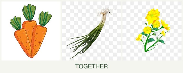 Can you plant carrots, chives and calendula together?