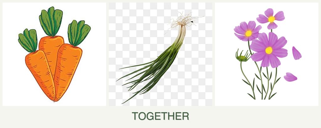Can you plant carrots, chives and cosmos together?