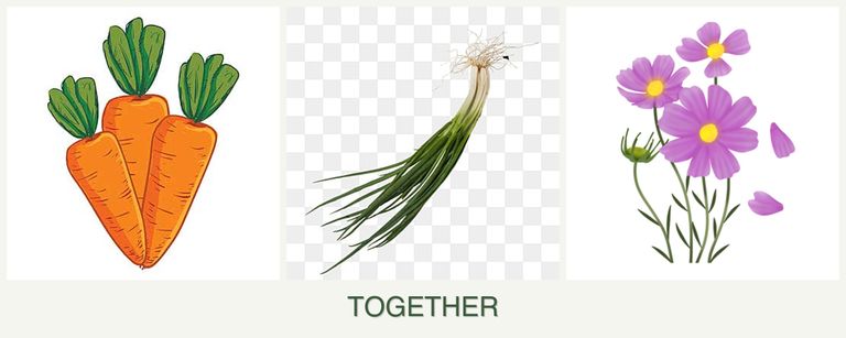 Can you plant carrots, chives and cosmos together?
