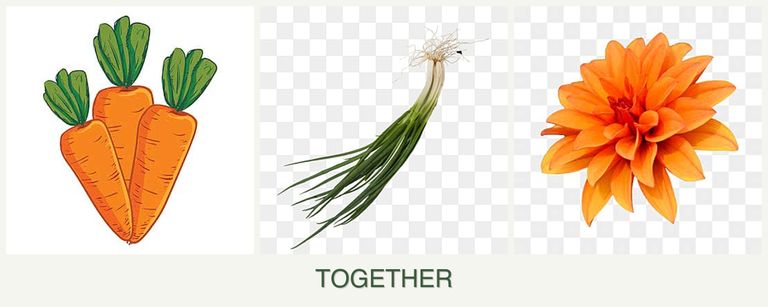 Can you plant carrots, chives and dahlias together?