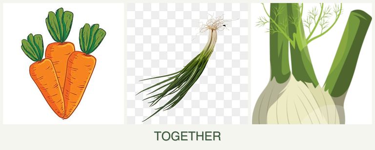 Can you plant carrots, chives and fennel together?