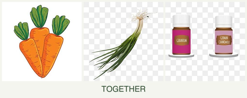 Can you plant carrots, chives and geraniums together?