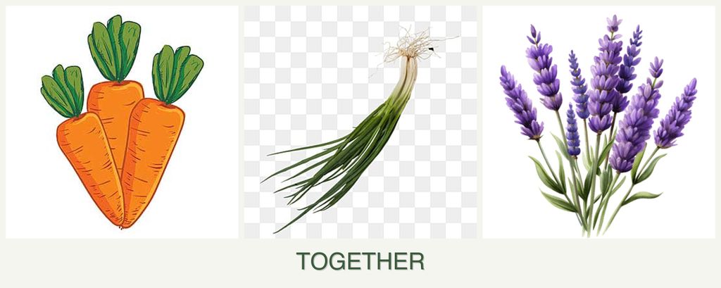 Can you plant carrots, chives and lavender together?