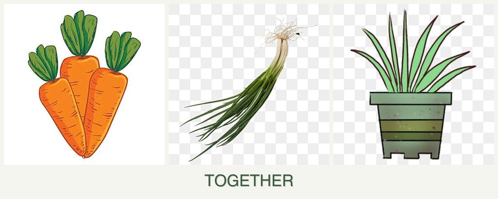 Can you plant carrots, chives and lemongrass together?