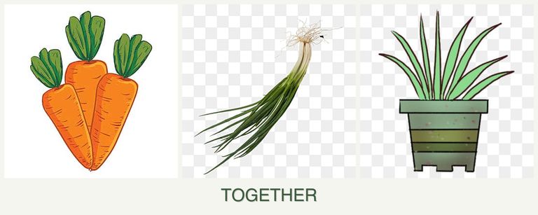 Can you plant carrots, chives and lemongrass together?
