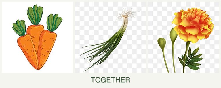 Can you plant carrots, chives and marigolds together?