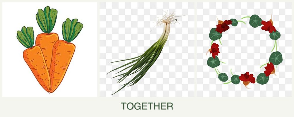 Can you plant carrots, chives and nasturtiums together?