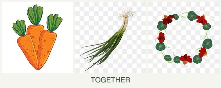 Can you plant carrots, chives and nasturtiums together?