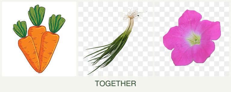 Can you plant carrots, chives and petunias together?