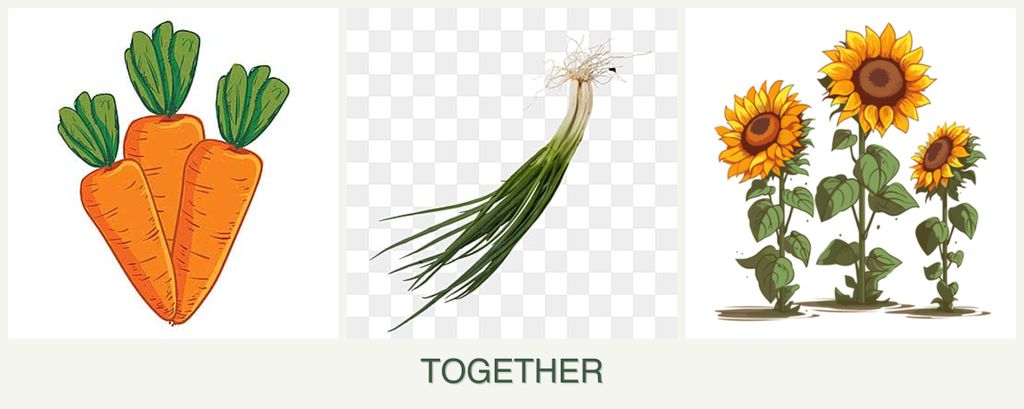 Can you plant carrots, chives and sunflowers together?