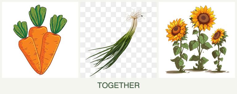 Can you plant carrots, chives and sunflowers together?