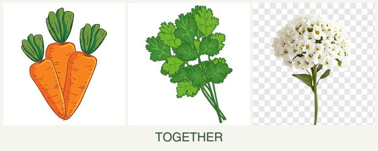 Can you plant carrots, cilantro and alyssum together?