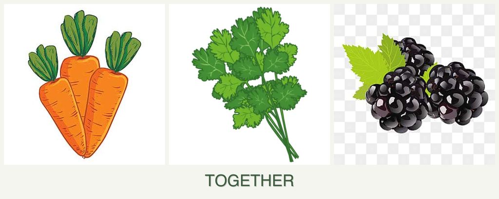 Can you plant carrots, cilantro and blackberries together?
