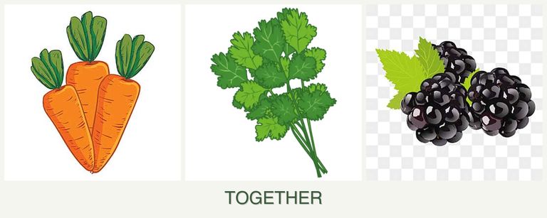 Can you plant carrots, cilantro and blackberries together?