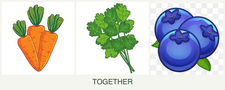 Can you plant carrots, cilantro and blueberries together?