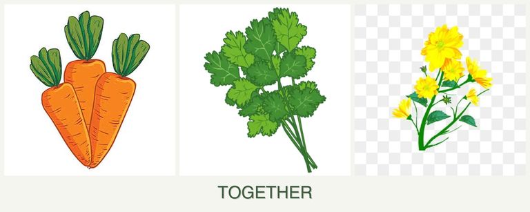 Can you plant carrots, cilantro and calendula together?