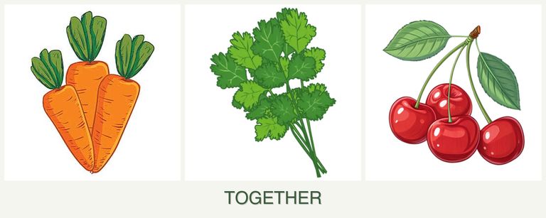 Can you plant carrots, cilantro and cherries together?