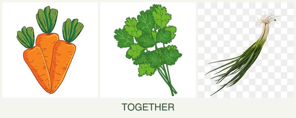 Can you plant carrots, cilantro and chives together?