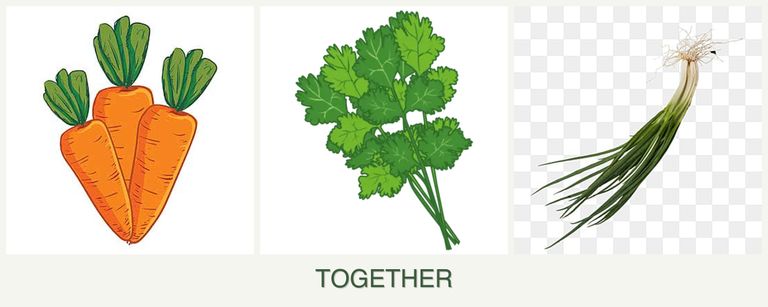 Can you plant carrots, cilantro and chives together?