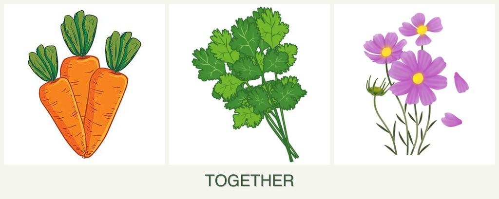 Can you plant carrots, cilantro and cosmos together?