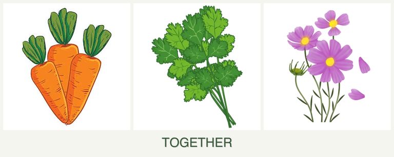 Can you plant carrots, cilantro and cosmos together?