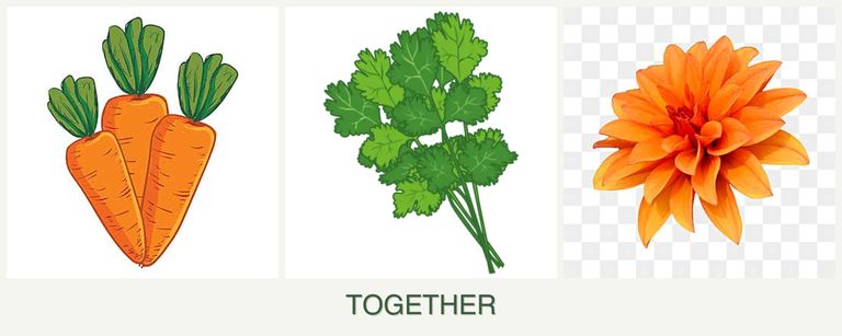 Can you plant carrots, cilantro and dahlias together?