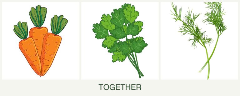 Can you plant carrots, cilantro and dill together?