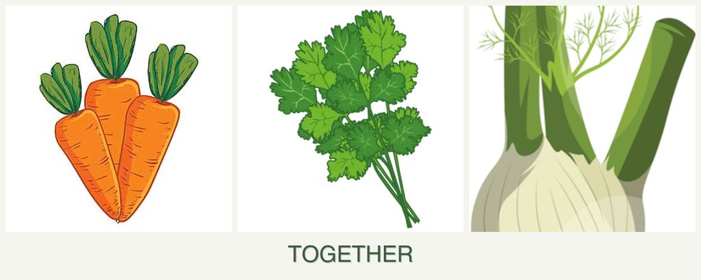 Can you plant carrots, cilantro and fennel together?