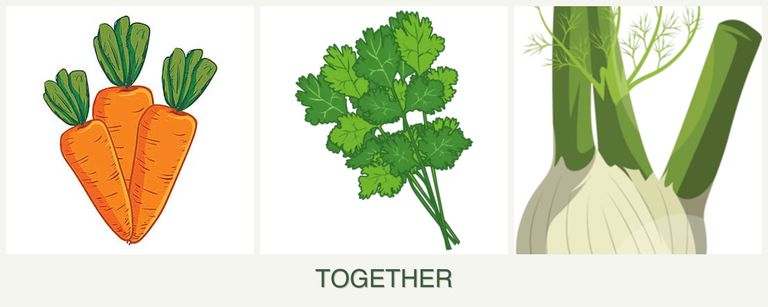 Can you plant carrots, cilantro and fennel together?
