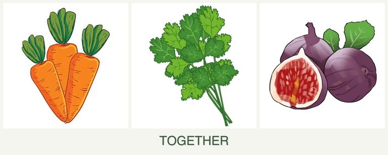 Can you plant carrots, cilantro and figs together?