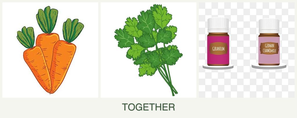 Can you plant carrots, cilantro and geraniums together?