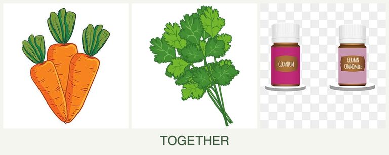 Can you plant carrots, cilantro and geraniums together?